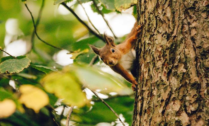 Red squirrel in Newborough Forest